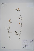 藏品(槍刀菜)的圖片