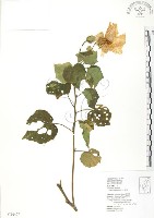 藏品(山芙蓉、臺灣山芙蓉、狗頭芙蓉)的圖片