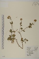 藏品(紫花霍香薊)的圖片