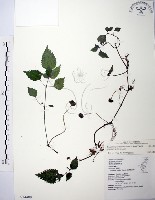 藏品(長梗盤花麻)的圖片