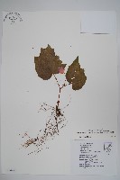 藏品(裂葉秋海棠)的圖片