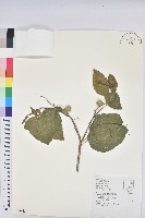 藏品(巴豆)的圖片