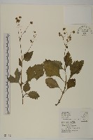 藏品(下田菊)的圖片