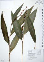 藏品(山月桃)的圖片