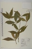 藏品(草珊瑚、紅果金粟蘭)的圖片