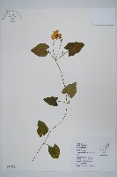 藏品(黑眼花)的圖片