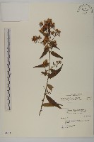 藏品(臺灣馬蘭)的圖片