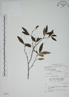 藏品(披針葉蕘花)的圖片