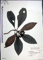 藏品(樹杞)的圖片