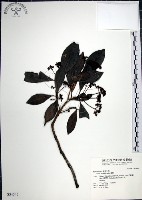 藏品(樹杞)的圖片