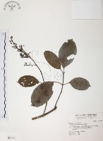 藏品(山香圓)的圖片