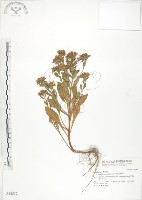 藏品(茅毛珍珠菜)的圖片