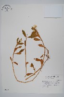 藏品(空心蓮子草)的圖片