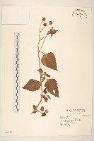 藏品(雙花蟛蜞菊)的圖片