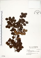 藏品(內苳子)的圖片