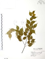 藏品(燈稱花、烏雞骨)的圖片