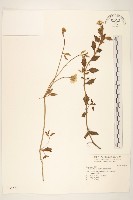 藏品(雙花蟛蜞菊)的圖片
