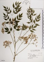 藏品(楝、苦楝)的圖片