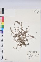 藏品(田代氏大戟)的圖片