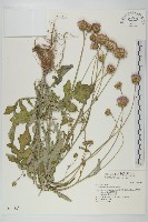 藏品(泥胡菜)的圖片