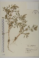 藏品(藜、灰藜)的圖片