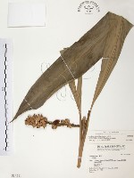 藏品(普萊氏月桃、短穗山姜)的圖片