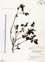 藏品(烏皮九芎、奮起湖野茉莉)的圖片