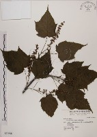 藏品(臺灣紅榨槭)的圖片