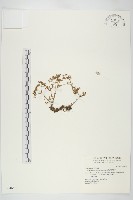 藏品(星果佛甲草)的圖片