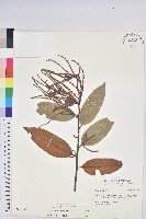 藏品(火燒柯、栲樹)的圖片