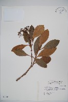 藏品(珊瑚樹)的圖片