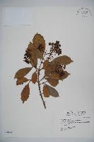 藏品(珊瑚樹)的圖片