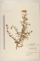 藏品(秋鼠麴草)的圖片