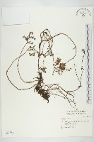 藏品()的圖片