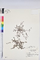 藏品(伏生大戟)的圖片