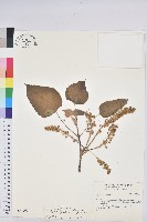 藏品(蟲屎)的圖片