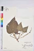 藏品(蟲屎)的圖片