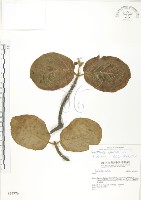 藏品(葛塔德木、欖仁舅)的圖片