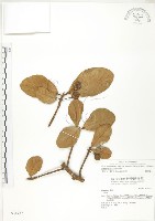 藏品(鵝鑾鼻蔓榕)的圖片