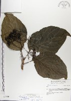 藏品(青脆枝)的圖片