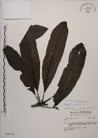 藏品(海檬果)的圖片