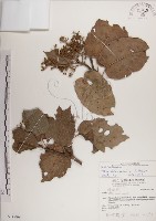 藏品(蘭嶼蘋婆)的圖片