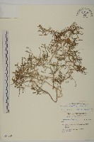 藏品(裸花鹼蓬)的圖片