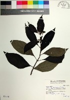 藏品(台北玉葉金花)的圖片