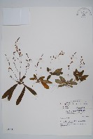 藏品(哈哼花)的圖片