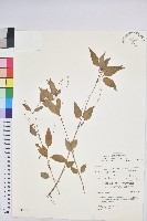 藏品(山靛)的圖片