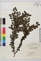 藏品(川滇鼠李)的圖片