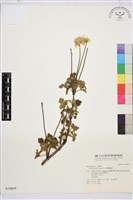 藏品(金毛鐵線蓮)的圖片