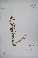 藏品()的圖片