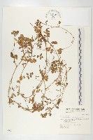 藏品(水芥菜、豆瓣菜、無心菜、水甕菜)的圖片